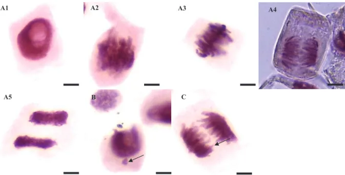 Figure  1.  Mitotic  cells  from  the  wheat  cultivar  Ônix  at  different  stages  of  cell  division