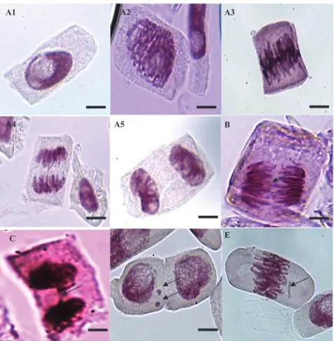 Figure 2.  Mitotic cells from the wheat cultivar Campo Real at different stages of cell division