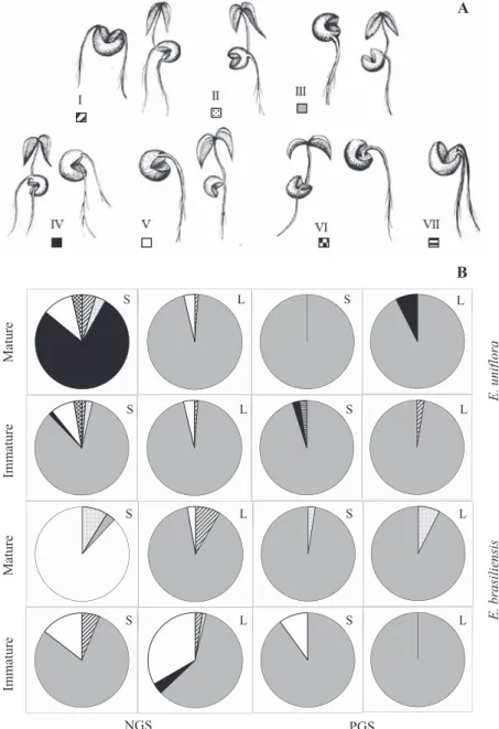 Figure 1. Models of incisions made in Eugenia unifl ora and Eugenia brasiliensis seeds with their germination categories (A) and  frequency distribution of the models (B) in seeds produced by unripe and ripe fruit of small (S) and large (L) sizes  and in c