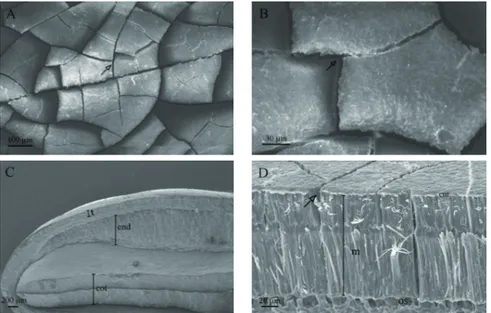 Figure 4.  Images obtained from the scanning electron microscope (SEM) at different levels of magnification for dry Libidibia  ferrea seeds without treatment