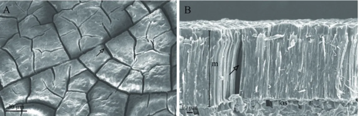 Figure 6.  Images obtained from the scanning electron microscope (SEM) at different levels of magnification for  Libidibia  ferrea  seeds immersed in sulfuric acid for 20 minutes
