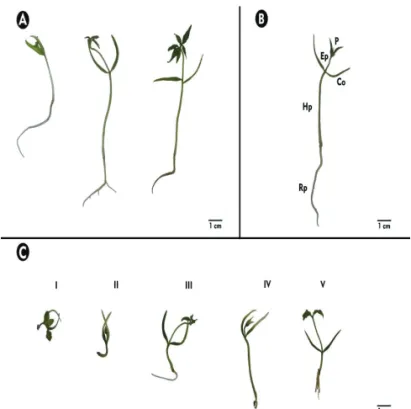 Figure 2 A. According to the illustration of the morphology  of these seedlings, all of them show an adequately developed  primary root, hypocotyl, open cotyledons and leaf primordia