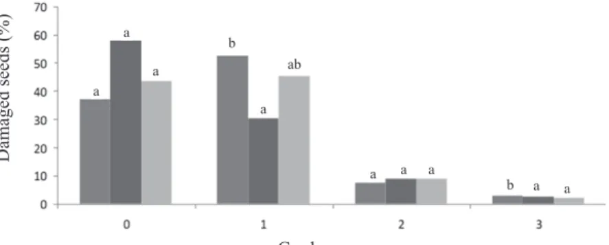 Figure 2.  Incidence of mechanical damage in maize seeds hybrid BM 3061 – toothed, harvested with different moisture contents  and classifi ed into different grades