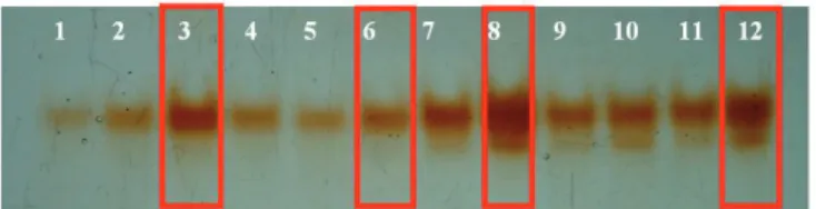 Figure 4.  Enzymatic patterns of maize seeds harvested with  different moisture contents (45%, 40% and 35%)  treated (T) and untreated (UT)