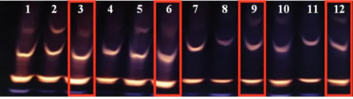 Figure 7.  Enzymatic patterns of maize seeds harvested with  different moisture contents (45%, 40% and 35%)  treated (T) and untreated (UT)