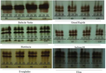 Figure 2.  Isozyme  expression  of  esterase  (EST)  on  the  seeds  of  lettuce  cultivars  under  different  storage  temperatures (15, 25 and 35  o C) and periods (30,  60, 90 and 120 days).