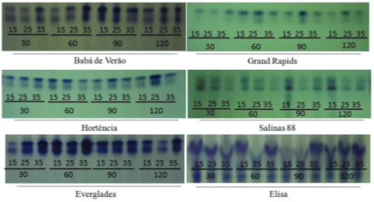 Figure 4.  Isozyme  expression  of  malate  dehydrogenase  (MDH) on the seeds of lettuce cultivars under  different storage temperatures (15, 25 and 35  o C)  and periods (30, 60, 90 and 120 days).