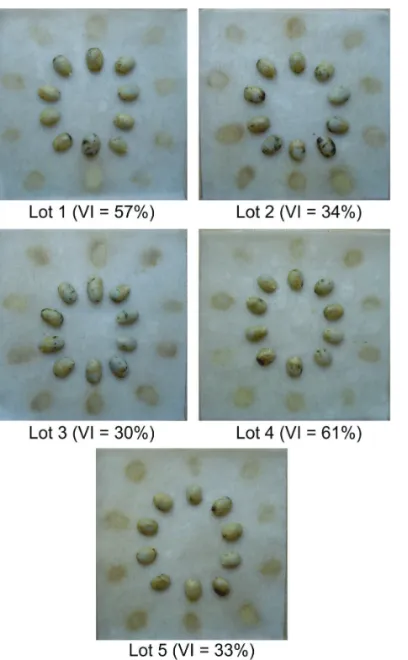 Figure 5. Illustrations of the coloring of exudates obtained  during the evaluation of five lots, with seeds with  water contents of 20%, after 120 hours of imbibition,  and their respective Viability Indexes (VI).