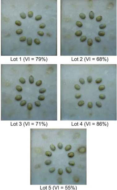 Figure 6. Illustrations of the coloring of exudates obtained  during the evaluation of five lots, with seeds with  water contents of 30%, after 120 hours of imbibition,  and their respective Viability Indexes (VI).