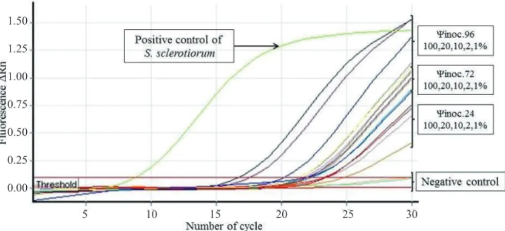 Figure 1. Amplification curves on the detection of S. sclerotiorum through quantitative polymerase chain reaction technique  (qPCR) using SYBR® Green, indicating the increase of the fluorescence signal