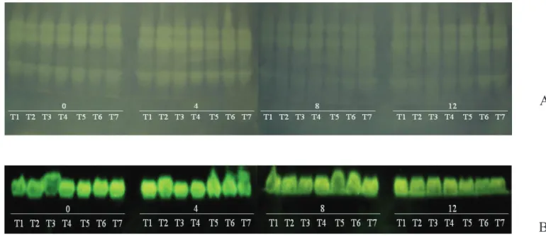 Figure 2.  Isoenzyme  patterns  of  castor  plant  seeds,  cultivar  IAC-226,  subjected  to  diff erent  storage  times  (0,  4,  8  and  12  months) and conditions (T1: conventional storage/paper bag, T2: conventional storage/plastic bag; T3: conventiona