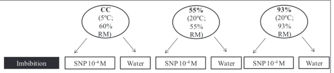 Figure 1.  Demonstrative scheme of storage and embedding conditions in Dalbergia nigra seeds