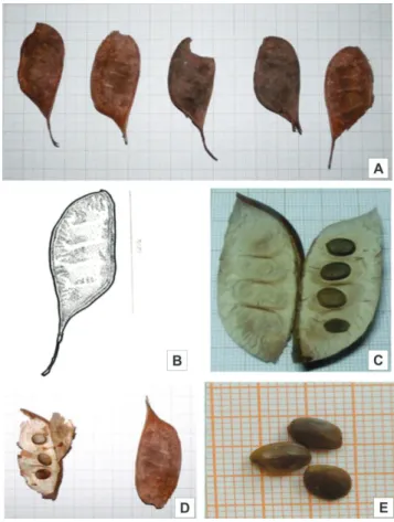 Figure 1. View the result of Amarelão (Apuleia moralis  Spruce ex Benth.) . A - heteromorphism make fruit; 