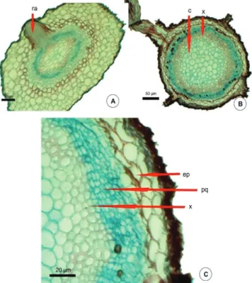 Figure 9.  Anatomical root view: A - overview of the young root, when with the external color whitish, with formation of adventitious  roots; B - view of mature root with the formation of adventitious roots; C - detailed view of plant tissues, and p - skin