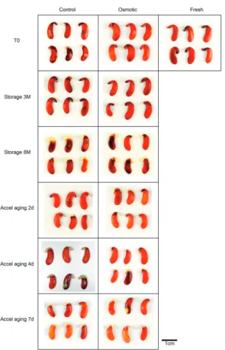 Figure 4.  Desiccation tolerance after storage or accelerated aging test (Accel aging) of germinated S