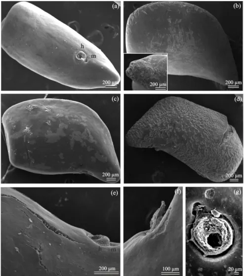 Figure 3.  Scanning electron micrographs of Townsville stylo seed coat after pre-treatment with different dormancy breaking  methods