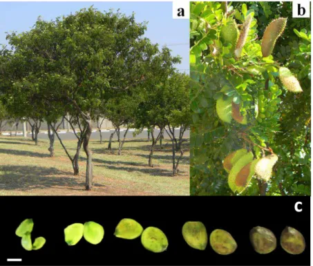 Figure 1.  General appearance of trees (a) and fruits (b) of Caesalpinia echinata from which seeds (c) were obtained at the ages  of A0, A1, A2, A3 and A4 (from left to right, respectively)