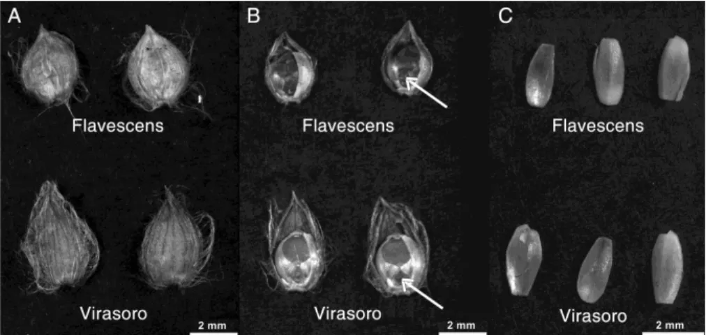 Figure 1.   Images of Flavescens and Virasoro seeds. A: whole spikelets (control seeds)