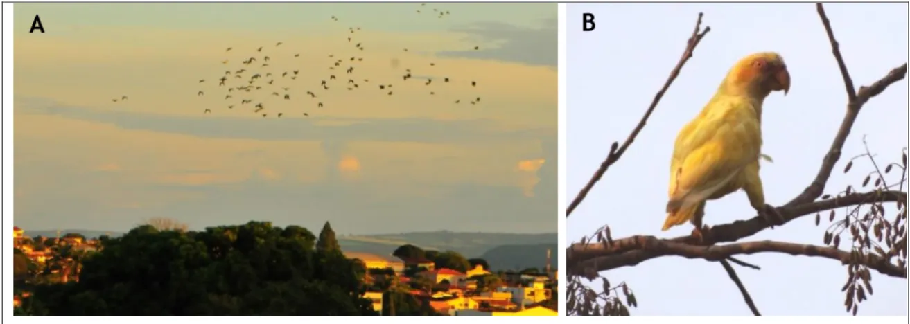 Figura 2.5.  (A) Bando de papagaios-galego (A. xanthops) sobrevoando a cidade de Rifaina
