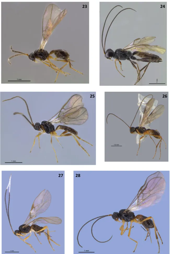 Figura 23-28. Aspecto geral dos gêneros de Braconidae identificados neste estudo. 23.  Aspilota sp.; 