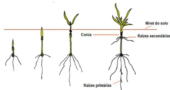 Figura 6: A planta de trigo, evidenciando os sistemas radiculares primários e secundários (Adaptado de Bowden  et al., 2007).