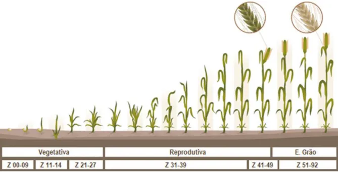 Figura 10: Ciclo vegetativo do trigo com as fases de desenvolvimento seguindo a escala de Zadoks (Adaptado de  Sementes Webber, 2018)