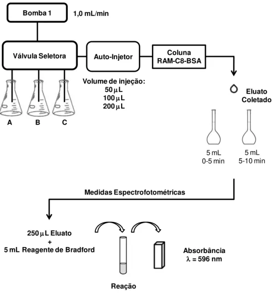 FIGURA 3.2  –  Esquema do procedimento experimental empregado para a determinação da  eficiência de exclusão protéica para colunas RAM-BSA (LIMA et al., 2006)