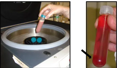 FIGURA 4.1  –  Etapas da extração das frações microssomais. A) O homogenato pronto para  a primeira centrifugação; e B) a mistura resultante da ultracentrifugação