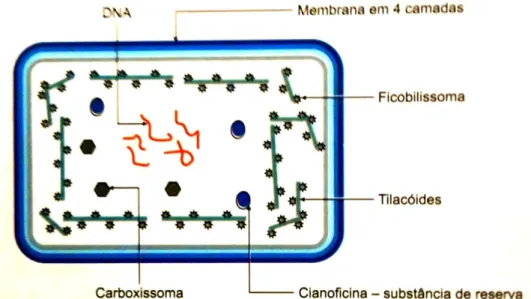 Figura 2: Desenho esquemático da estrutura de uma cianobactéria. 