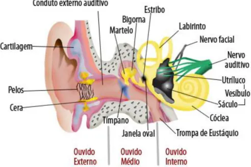 Figura 4 - Ouvido Humano  (Otorrinolaringologia, s.d.) 