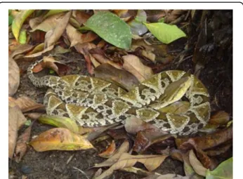 Figure 2 Bothrops asper (family Viperidae) is the most important snake from the medical standpoint in Central America