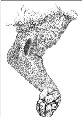Figure 1 The slow loris brachial gland (dark oblong area on the inside of the elbow region).