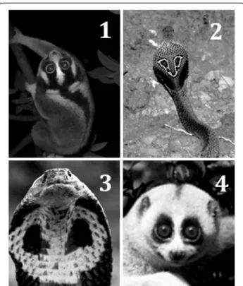 Figure 6 Potential mimicry of spectacled cobras in Javan and Bengal slow lorises (1). Javan slow loris (2) Spectacled cobra (rear view) (3) Spectacled cobra (front view) (4) Bengal slow loris.