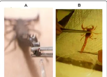 Figure 1 Methods of scorpion venom milking: (A) manual and (B) electrical method.