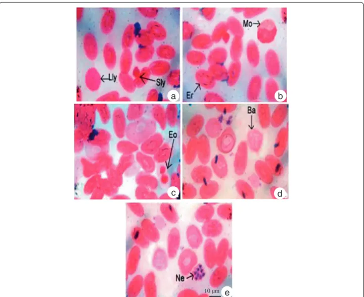 Figure 1 Morphology and staining characteristic of (a) large lymphocytes (Lly), small lymphocytes (Sly), (b) erythrocytes (Er), normocytes (Mo), (c) eosinophils, (d) basophils and (e) heterophils (Ne) of the circulating blood of Naja naja.