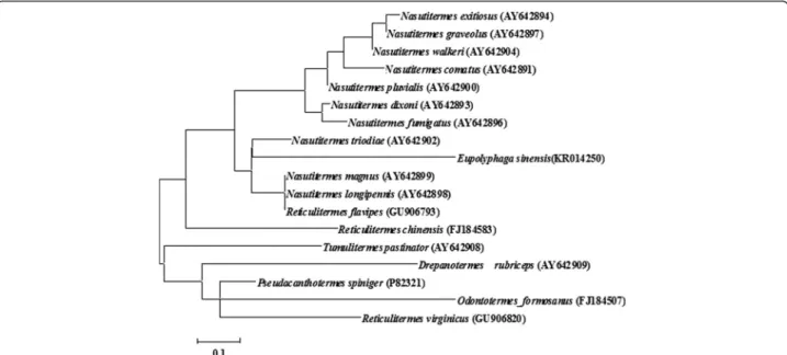 Fig. 4 Phylogenetic tree of termicins. A distance tree (maximum-likelihood) for mature termicins was constructed by MEGA 6