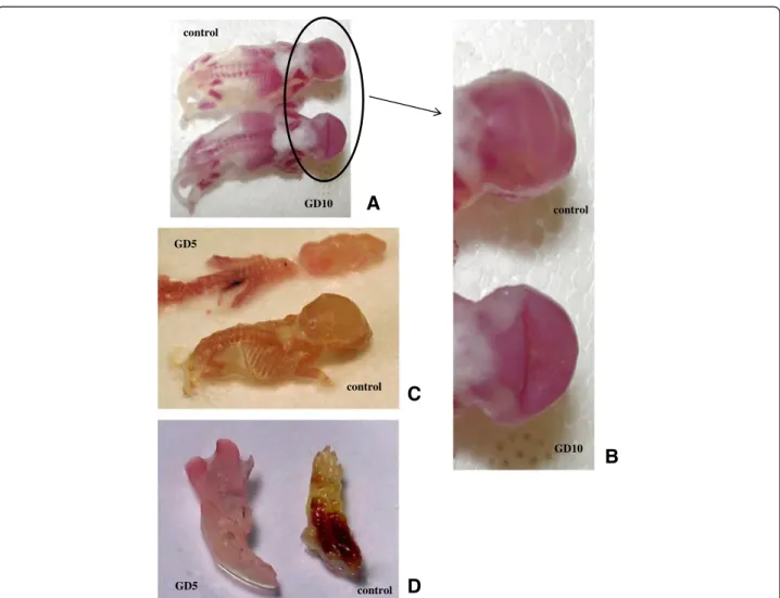 Figure 2 Photograph of skeletal alterations. (A) and (B) Deformity of the interparietal bone of the skull from GD10 group
