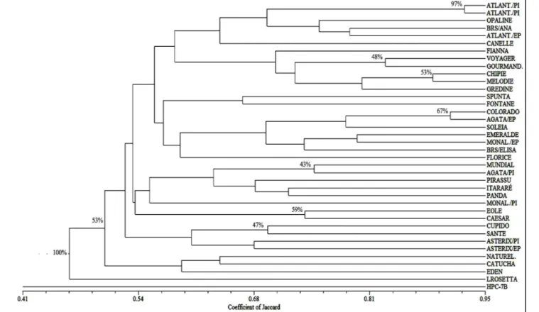Figure 1.  Dendrogram obtained from the Jaccard´s similarity coefficient, the UPGMA cluster method and confidence degree using the  Bootstrap method for 38 cultivars of potato (Solanum tuberosum ) (dendrograma obtido a partir do coeficiente de similaridade