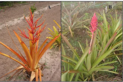 Figure 1. Flowering plants of Aechmea blanchetiana (A) and Aechmea distichantha (B)  (plantas em florescimento de  Aechmea blanchetiana (A) e Aechemea distichantha (B))