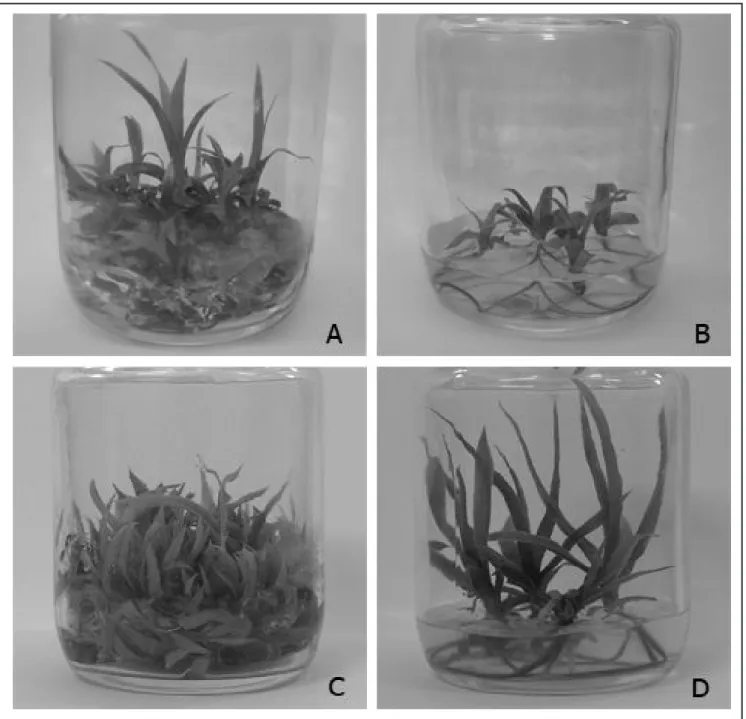 Figure 2. Aechmea blanchetiana (A and B) and Aechmea distichantha (C and D) shoots after the third subculture on medium containing  BAP (A and C) and KIN (B and D) (brotos de Aechmea blanchetiana (A e B) e Aechmea distichantha (C e D) após o terceiro subcu