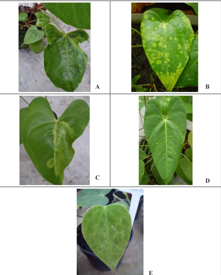 Figure 2. Symptoms induced by CMV in Anthurium andraeanum mechanically inoculated; A) cv