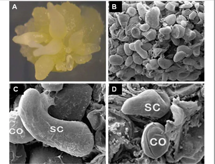 Figure 2. Scanning electron micrographs of SE in onion. (A) embryogenic callus with somatic embryos; (B) scanning electron micrograph  of embryogenic callus showing various stages of somatic embryos; (C) scutellum (SC) associated with coleoptile (CO) and (