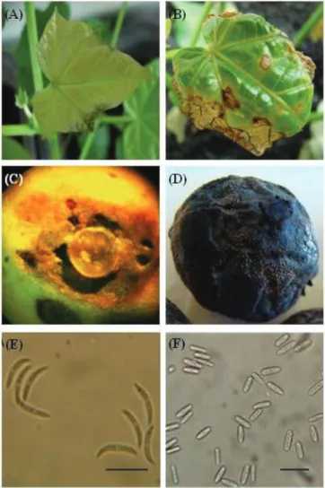 Figure 1. Photographic illustration of the symptoms of  anthracnose caused through infection by two  isolates of Colletotrichum spp