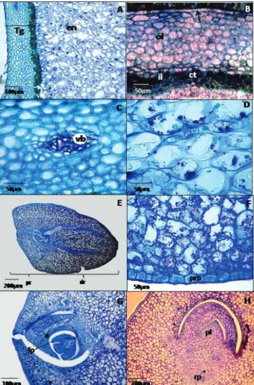 Table  2.  Organic  compounds  found  through  histochemical  tests applied to histological sections performed on  tissues of three different components of the seeds  of palm Bactris gasipaes (peach palm)