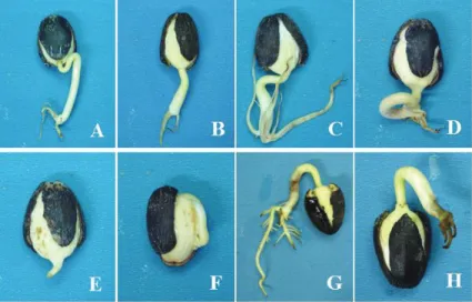 Figure 3.  Structural characteristics of normal seedlings of J. curcas L.: A, B, C - well-developed hypocotyl and root system  comprised of a well developed root (red arrow) and four secondary roots in its periphery (green arrow)
