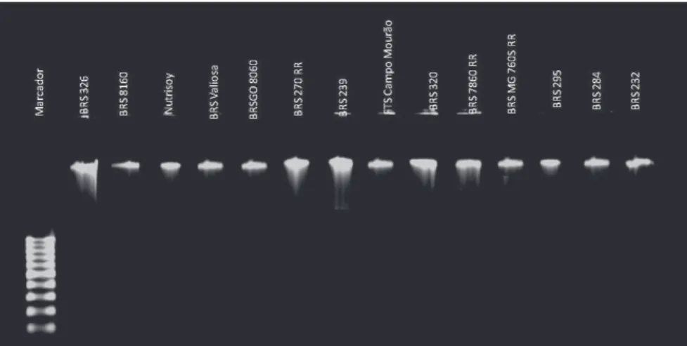 Figure 1.  Gel electrophoresis showing the integrity of DNA extracted from seeds of 14 soybean cultivars