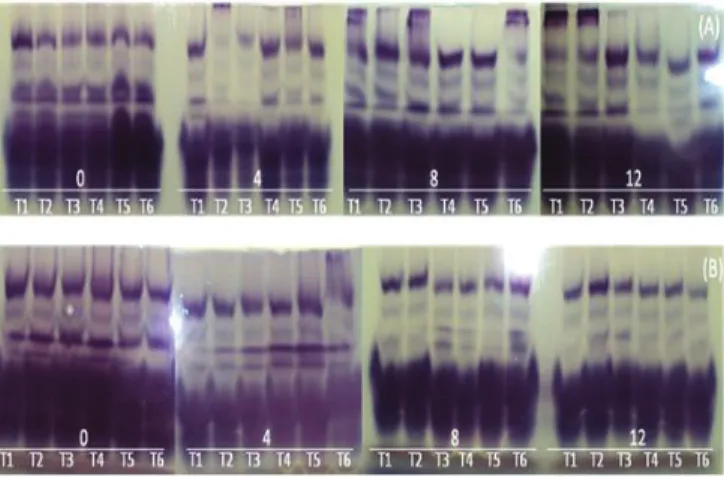 Figure  7.  Isoenzymes  patterns  of  sunflower  seeds  of  hybrids  Helio 250 (A) and Helio 251 (B) subjected to different  storage periods (0, 4, 8 and 12 months) under different  packaging and storage conditions (T1 – plastic bag, into  cold chamber; T2