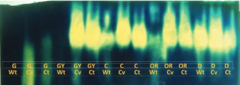 Figure 2 shows the electrophoretic profi le of the catalase  enzymes, where less enzymatic activity can be observed in  seeds not submitted to drying and in coffee seeds collected  at the green stage