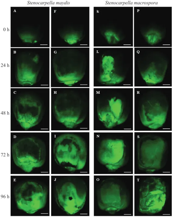 Figure 2.  Stereo micrographs of the maize seeds inoculated with the fungi Stenocarpella maydis and Stenocarpella macrospora  marked with GFP with different inoculum potential [P1 (24 h), P2 (48 h), P3 (72 h), and P4 (96 h)]