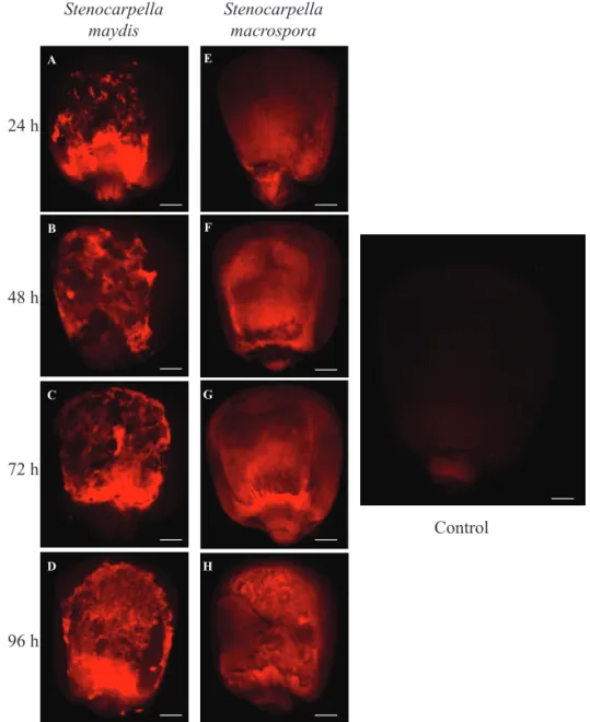 Figure 3.  Stereo micrographs of the maize seeds inoculated with the fungi Stenocarpella maydis and Stenocarpella macrospora  marked with DsRed with different inoculum potential [P1 (24 h), P2 (48 h), P3 (72 h), and P4 (96 h)]